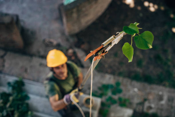 Best Tree Mulching  in Salinas, CA